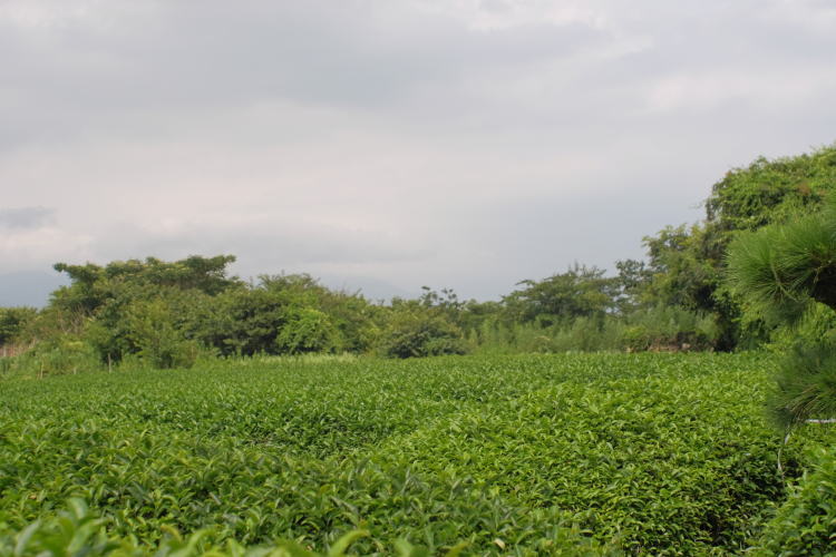 A Japanese green tea field at Nihondaira, with Mt. Fuji covered with the thick clouds