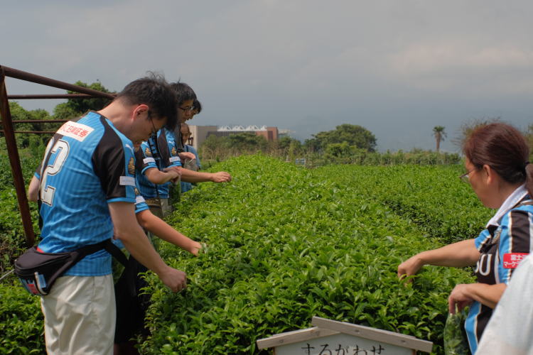 Picking Japanese green tea leaves near Shimizu Port, Japan